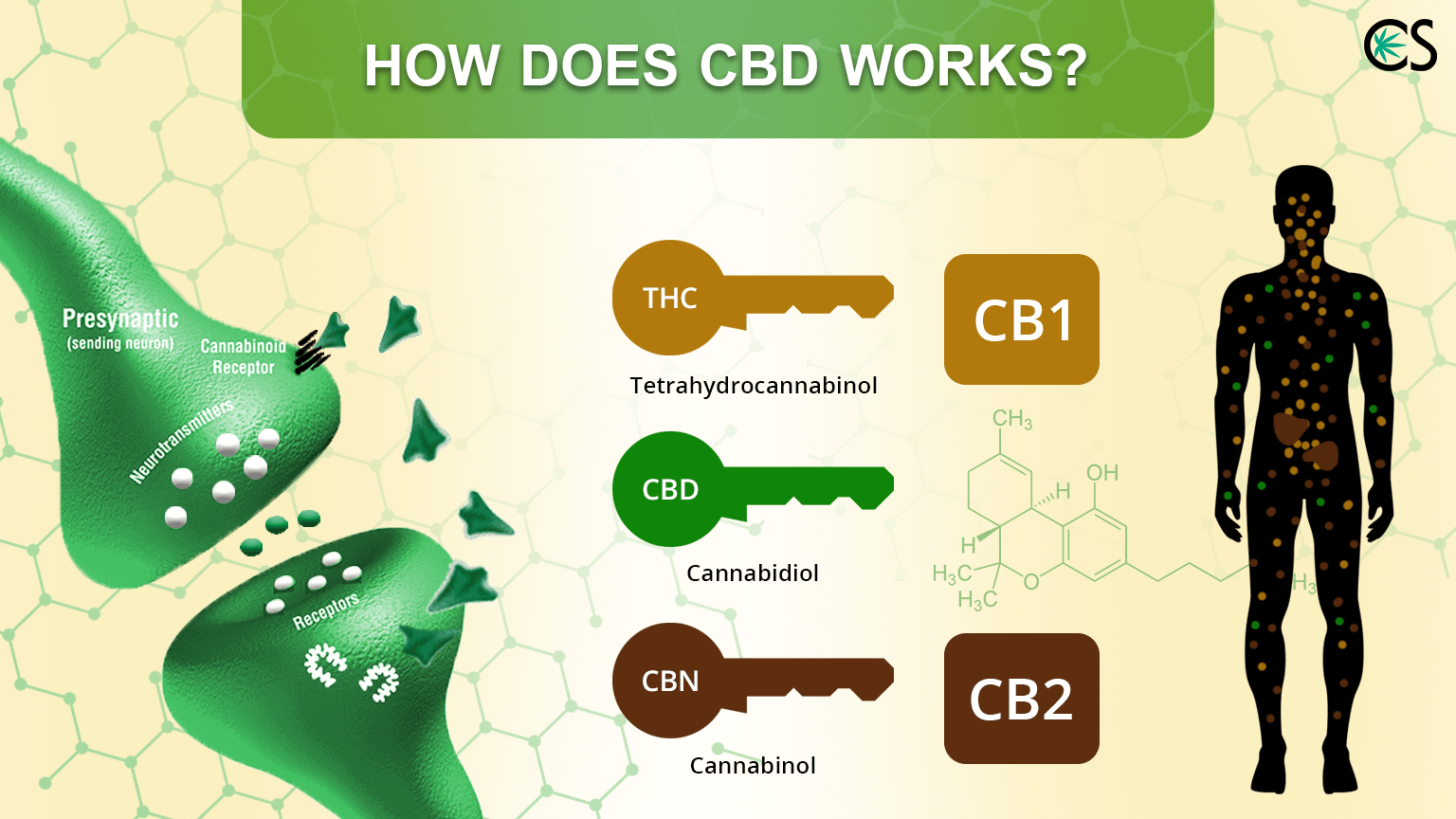 How CBD Works - Guide To Cannabinoids - SuperChillStore.com - Super ...